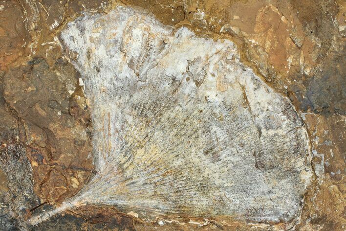 Fossil Ginkgo Leaf From North Dakota - Paleocene #234578